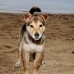 pup_village_v_0705_0001.jpg